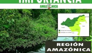 Importancia de la region amazonica colombiana