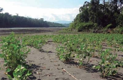 suelos de la region amazonica